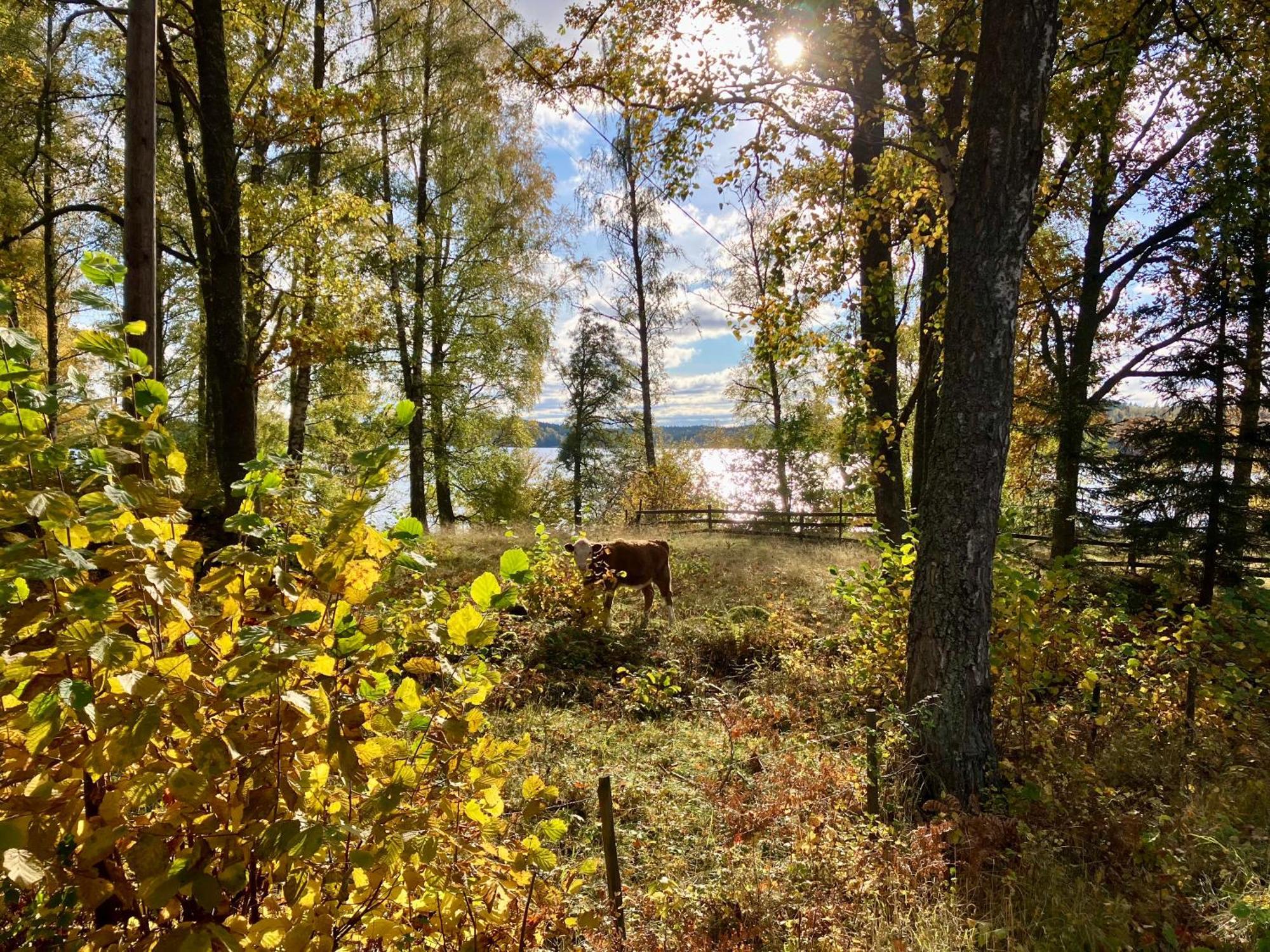 Lidhem Herrgard. Bed & Breakfast Och Mindre Laegenheter Виммербю Экстерьер фото